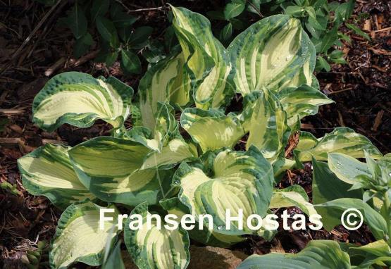 Hosta Temptation